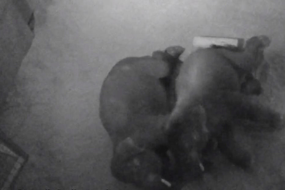 Niedlich! Diese beiden Dickhäuter kuscheln in der Löffelchen-Stellung.