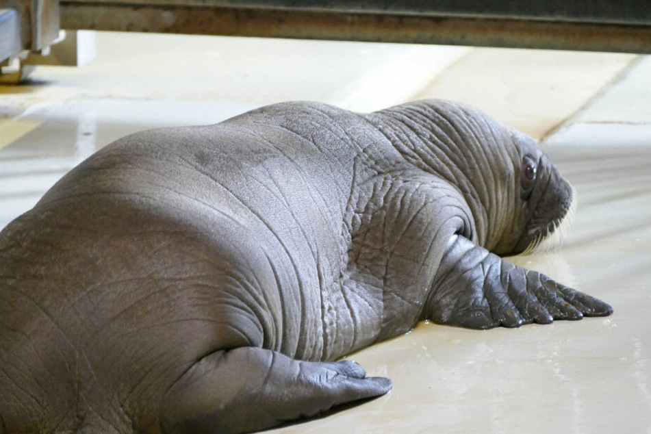 Das neugeborene Walross wiegt etwa 55 Kilogramm.
