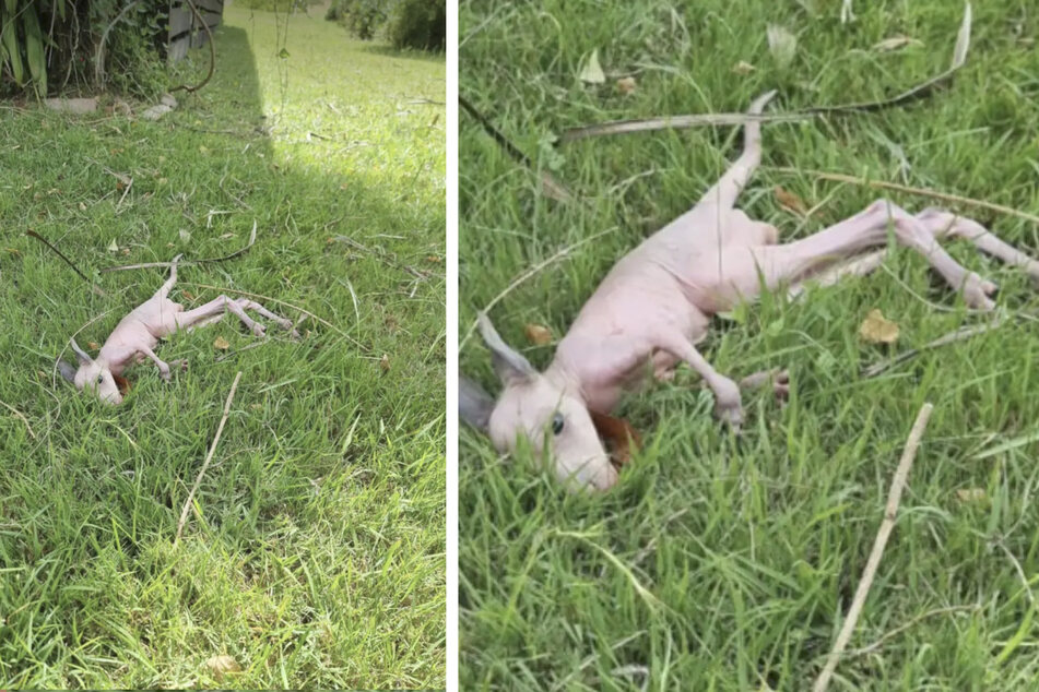 Construction workers discovered this helpless baby kangaroo in a garden in Australia.