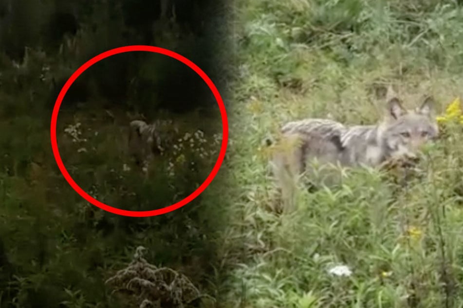 Krasses Video aus Sachsen! Hier kommt ein Wolf unglaublich nah!