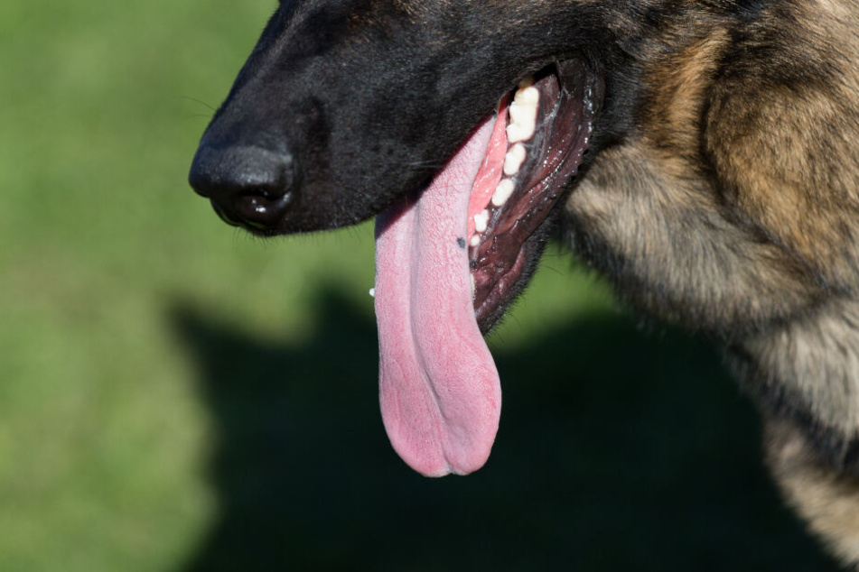 Schäferhunde und Schäferhund-Mischlinge sind am häufigsten an Beißvorfällen beteiligt. (Symbolbild)