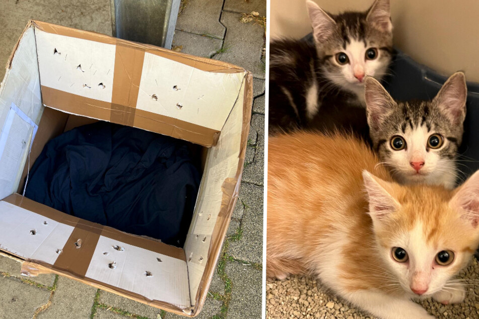 Tierheim meldet Katzen-Notstand! Kitten-Trio bei 35 Grad ausgesetzt - Weiteres braucht dringende OP