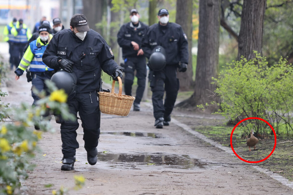 Die Küken wurden schließlich per Körbchen zum Schwanenteich gebracht. Für ihre Mama (rechts im Bild) gab es indes Geleitschutz.