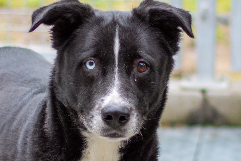 Labrador-Husky-Mischling Zoey hat zwei unterschiedliche Augenfarben.