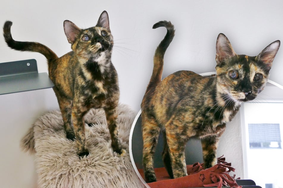 Katze im Tierheim: Diese Eigenschaft macht Miamor zu etwas ganz Besonderem