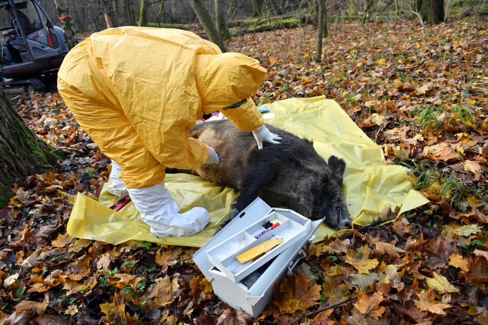 Starb dieses Schwein an ASP? Vor drei Jahren war ein Drittel Sachsens ASP-Sperrzone. Heute sind nur noch Teile der Landkreise Bautzen und Görlitz betroffen.