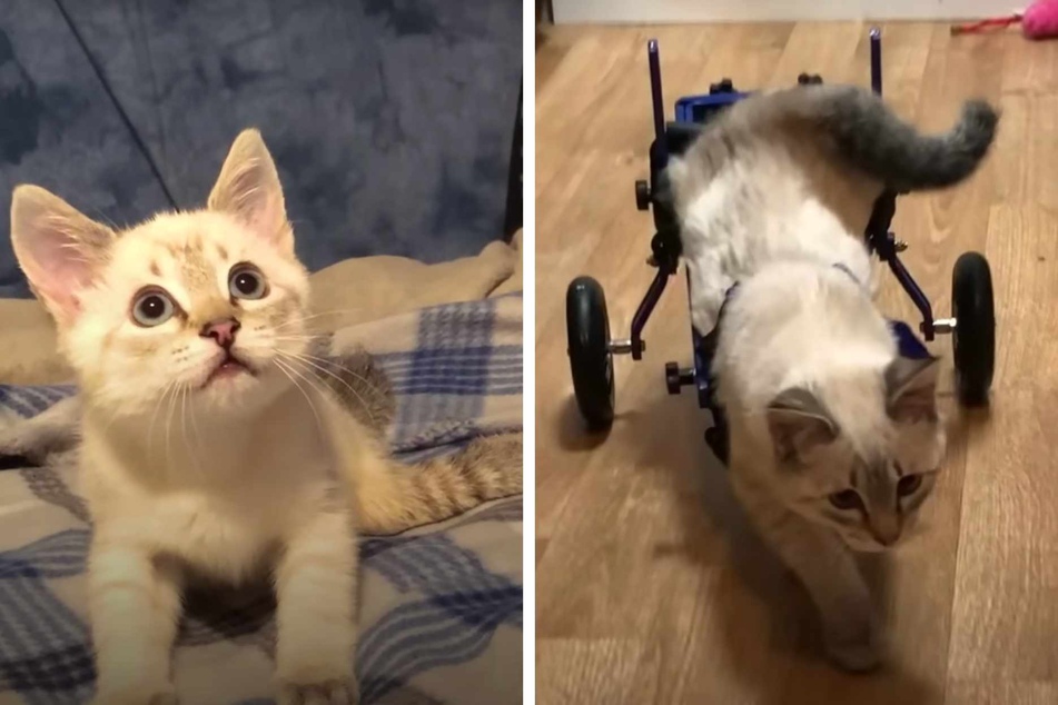 This little cat has a big personality, and his custom wheelchair helps him explore the world to his heart's content!