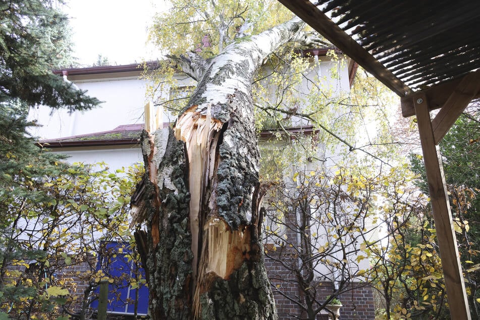 Der meterhohe Baum knickte am Donnerstag um.