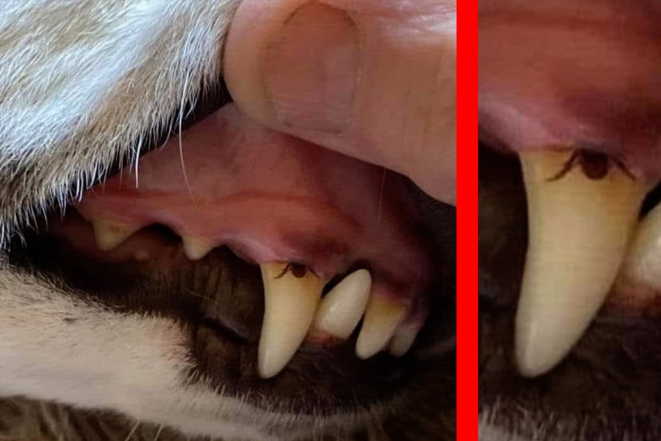 Fies: Die Zecke steckt ausgerechnet im Zahnfleisch des Hundes!