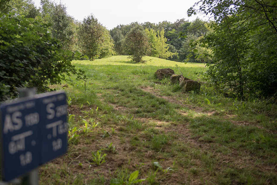 In diesem Waldstück an der Wartburgstraße schlug der unbekannte Täter zu.