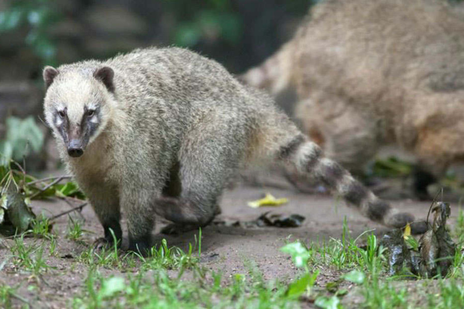 Ein Chemnitzer Nasenbär soll über das Schicksal der Partie Deutschland gegen Mexiko am nächsten Sonntag entscheiden.