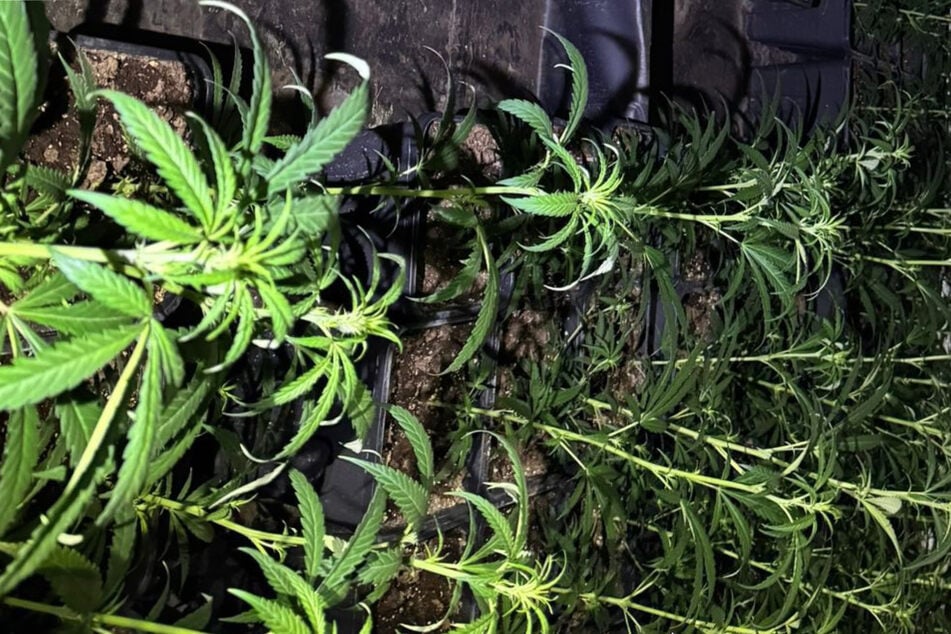 In Weilerswirst stießen die Beamten auf eine riesige Marihuana-Plantage.