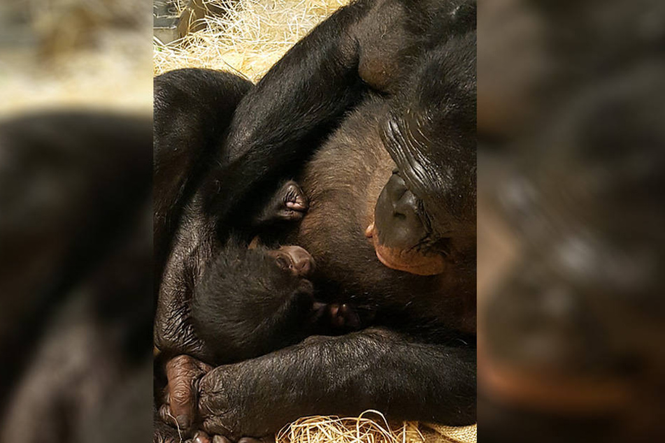 Die 19-Jährige Lexi hat das verstoßene Bonobo-Baby aufgenommen.