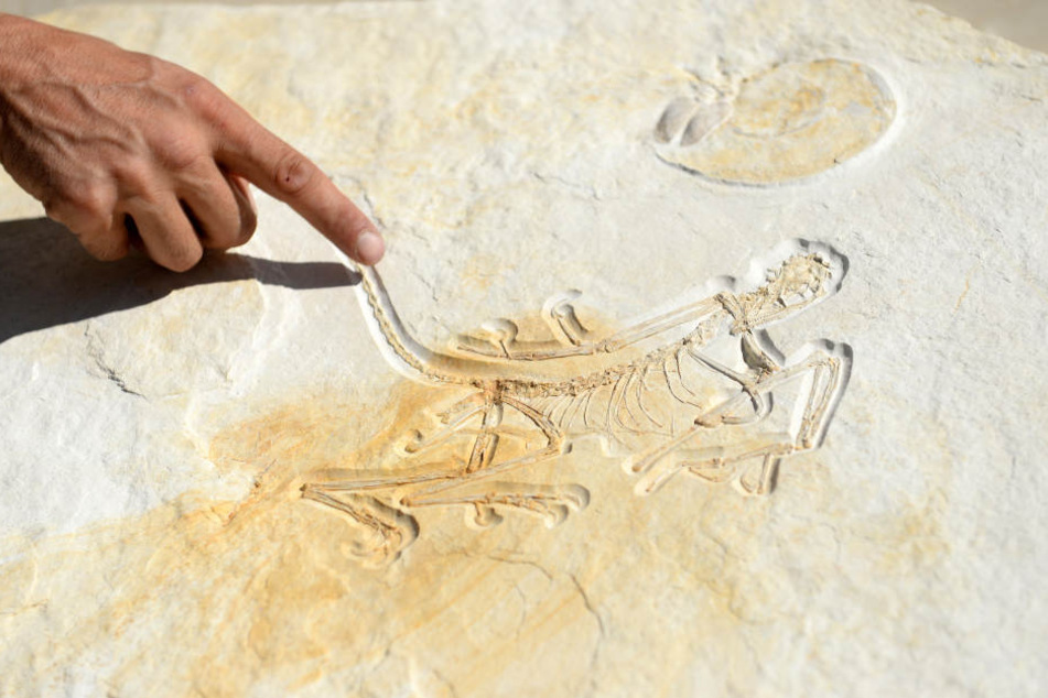 Im Abdruck des Fossils ist der Vogel-Dino gut zu sehen.