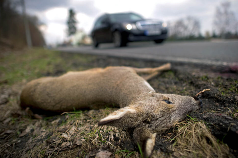 Ein totes Reh liegt am Straßenrand: Solche Wildunfälle passieren in Bayern immer öfter. (Archivbild)
