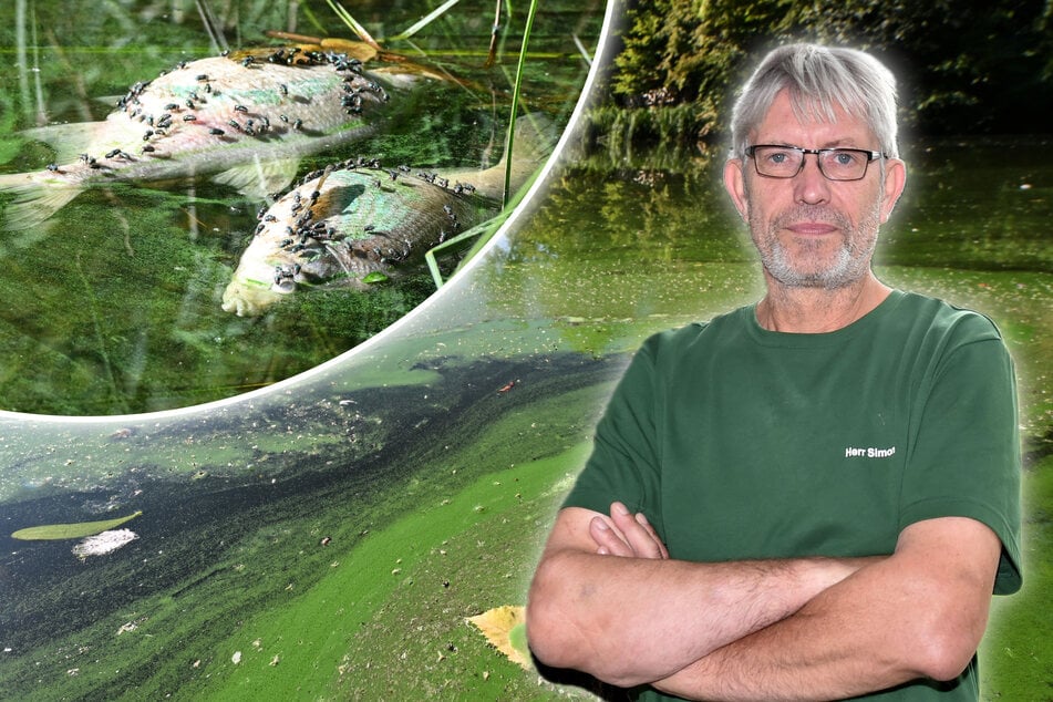 Dresden: Passanten im Großen Garten schockiert: Mysteriöses Fischsterben im Carolasee