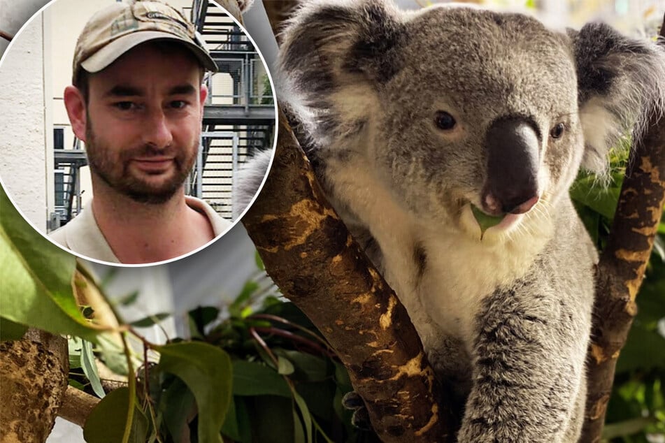 Zoo Leipzig: Als Pfleger sich vorm Putzen drücken will, reagiert neuer Koala sofort