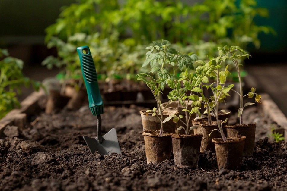 Um Dein Hochbeet zu bepflanzen, benötigst Du Jungpflanzen, eine kleine Schaufel, Gartenhandschuhe, einen Rechen und eine Gießkanne.
