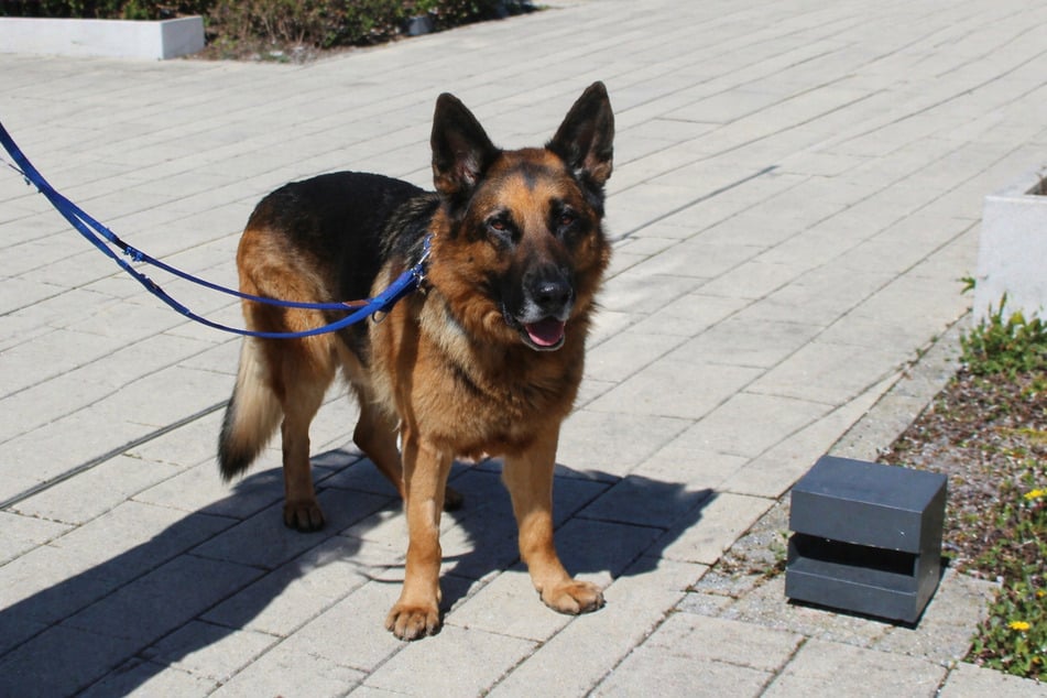 Schäferhund Milou sucht souveräne Menschen, die ihn im Alltag anleiten können.