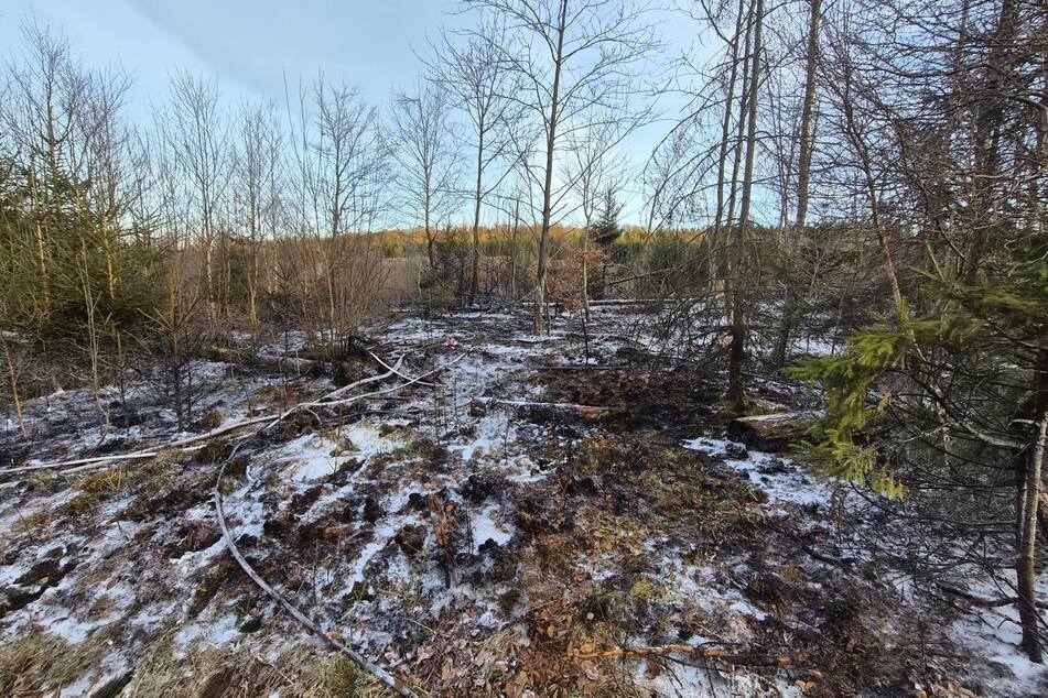 5000 Quadratmeter Wald futsch! Polizei sucht nach Brandstiftern im Harz
