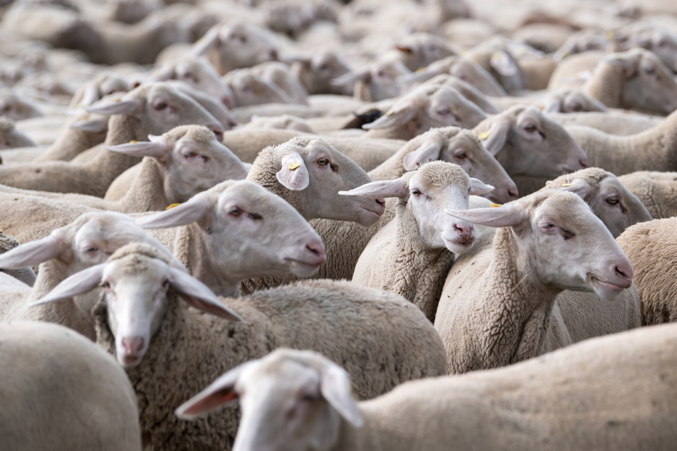 Wegen der Schafherde eines benachbarten Bauers rastete ein Gartenbesitzer in der Türkei komplett aus. (Symbolbild)