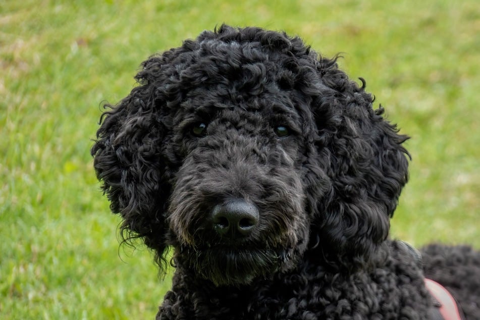 Poodles have iconic coats of hair, and are often groomed for shows and functions.