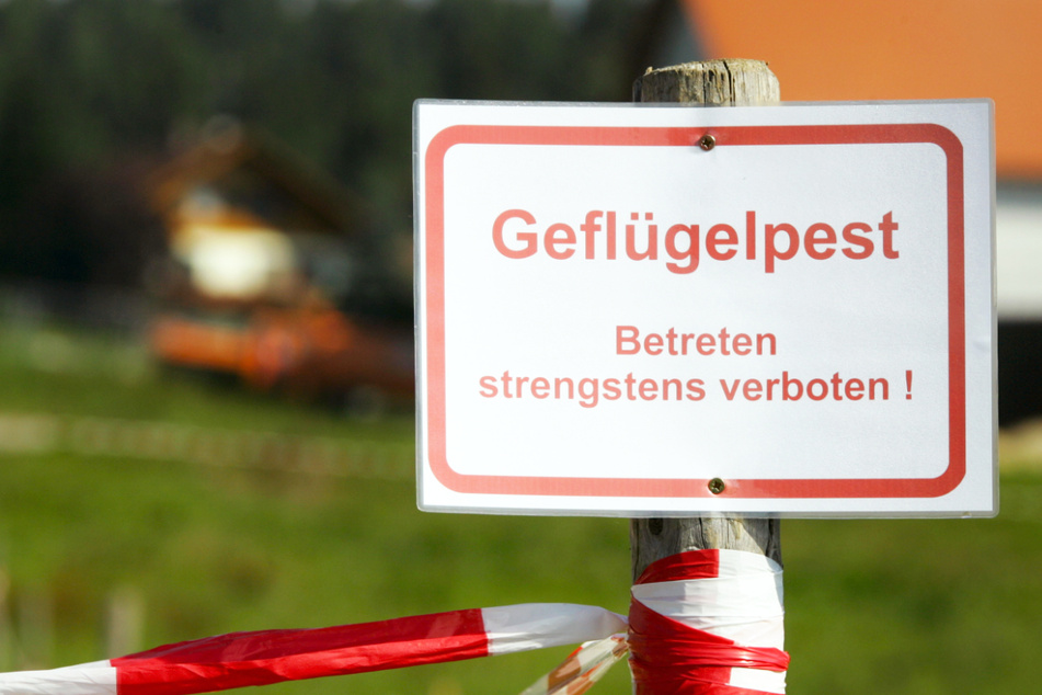 Vogelgrippe in Landkreisen Landshut und Bamberg nachgewiesen