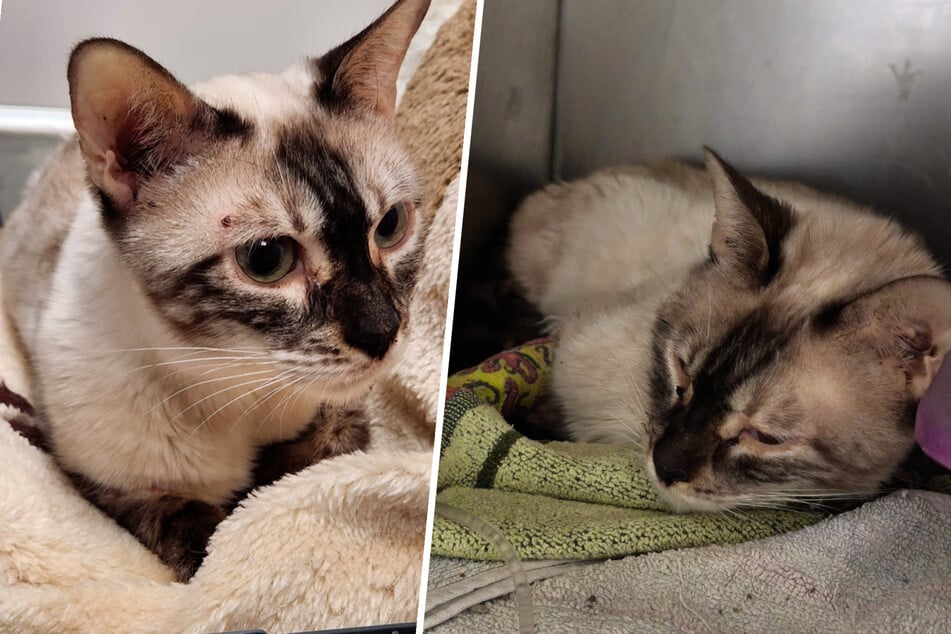 "Tuvo que dejarla ir, lamentablemente": Defensores de animales pierden la lucha por la vida de la gata Akina