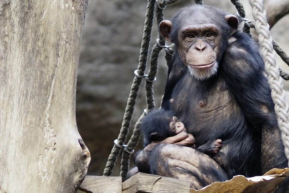 Zuckersüßer Nachwuchs im Leipziger Zoo! Doch die Freude ist "noch verhalten"