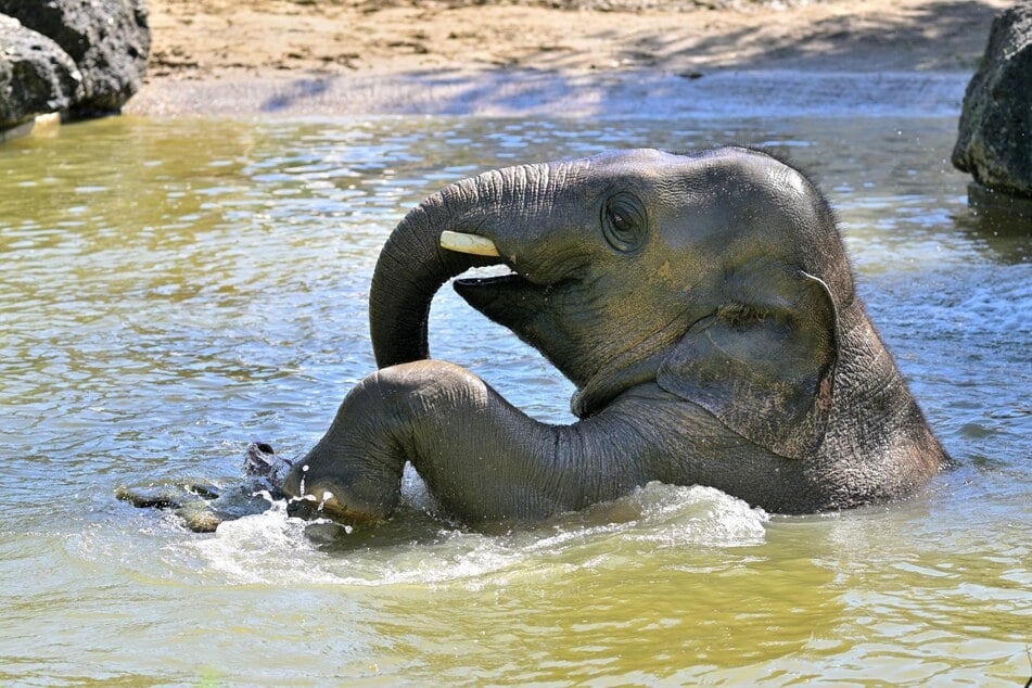 Elefant Otto beim Baden Ende Mai 2025. Er starb am 16. Juni laut Zoo an einer Herpes-Infektion.