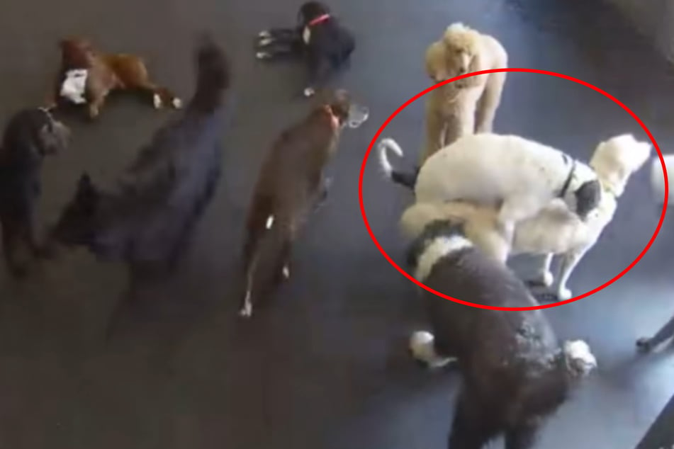 Poor Bill: other dogs keep trying to mount the male dog.