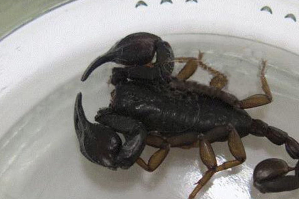 In seinem Badezimmer entdeckte ein 24-Jähriger diesen Skorpion.