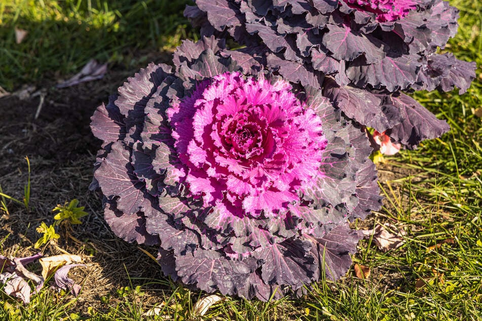 Zierkohl eignet sich als echter Hingucker auf dem Winterbalkon.