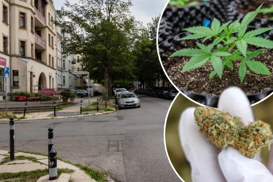 Chemnitz: Cannabis-Club mitten im Wohngebiet: Grünes Licht für die Kiffer vom Chemnitzer Kaßberg