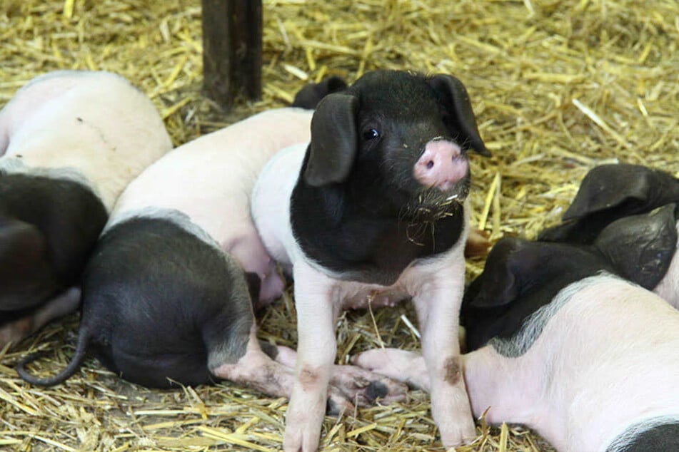 Auch die kleinen Ferkel fühlen sich auf dem Hof sauwohl.