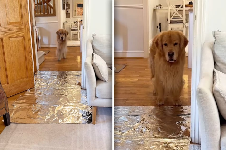 Oha! Warum ist denn da plötzlich diese reflektierende Fläche auf dem Boden - Marley gerät an seine Grenzen!