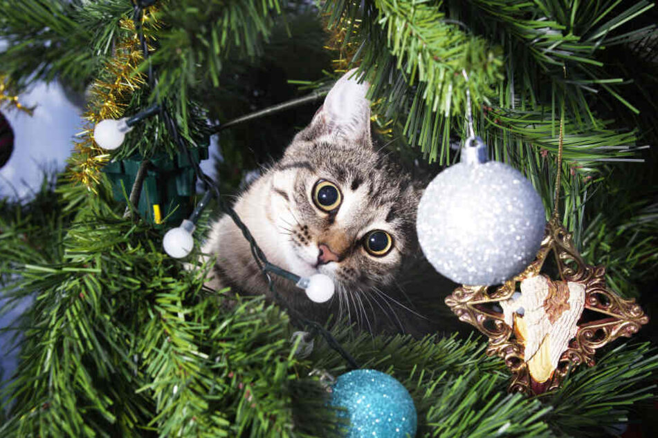 Am liebsten möchten Katzen schon beim Schmücken des Baums "helfen".