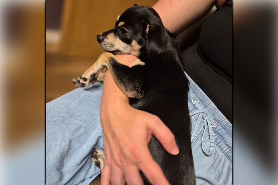 Lotti ist noch jung, noch nicht mal ein Jahr alt.