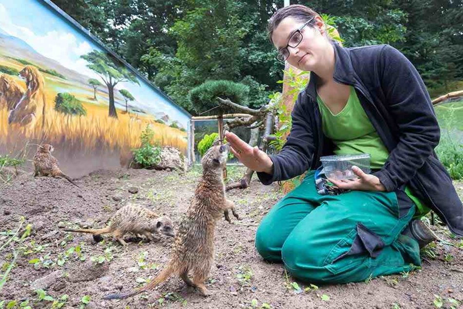 Neues Gehege: Tierpflegerin Catherina Heckel (30) verfüttert Würmer.