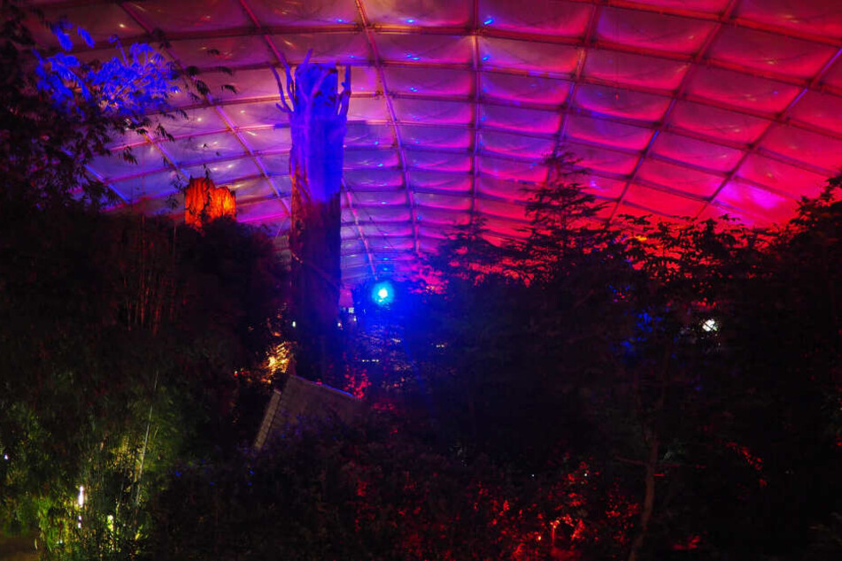 Das "Magische Tropenleuchten" sorgt für eine tolle Atmosphäre im 26 Grad warmen Gondwanaland.