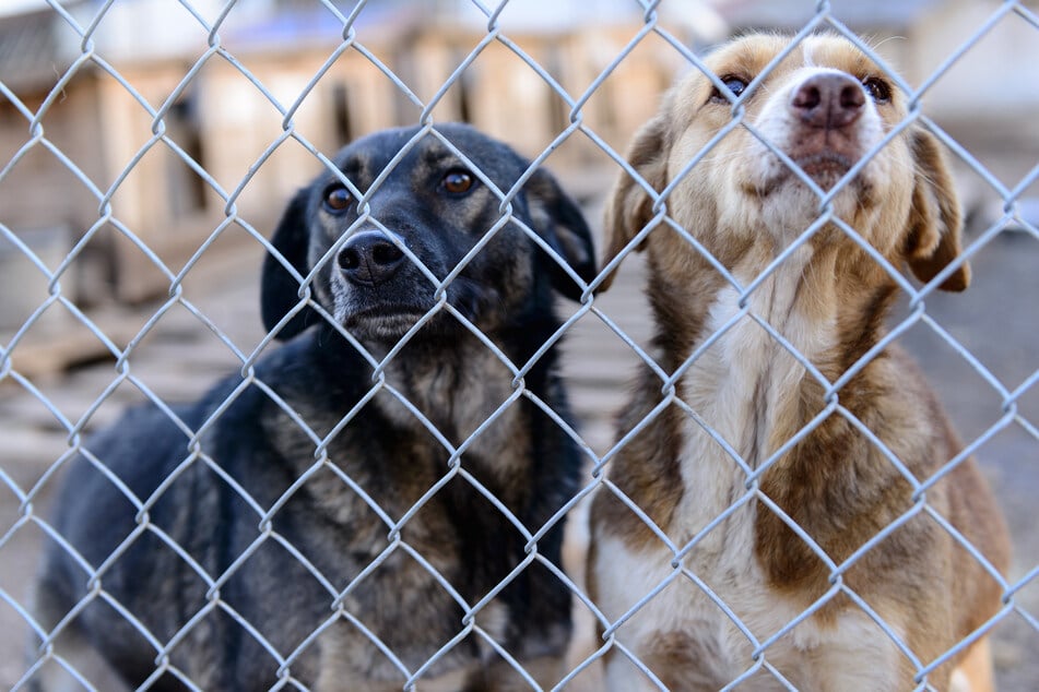 Zwei Hunde wurden am Mittwoch durch Nägel in Speckstücken lebensgefährlich verletzt. (Symbolfoto)