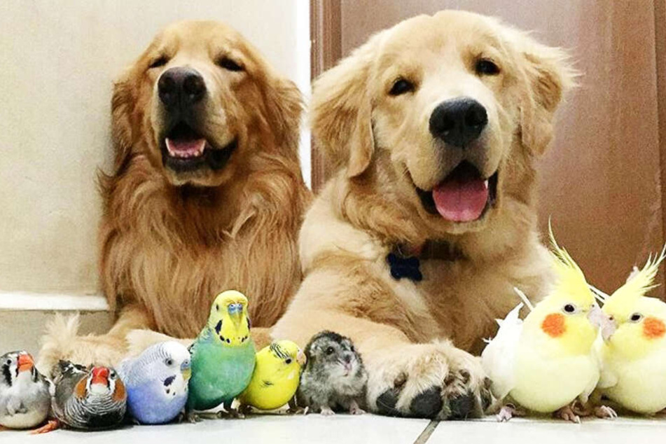 Die Golden Retriever sind dick befreundet mit Vögeln, Hamster und Meerschweinchen.