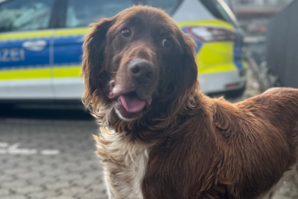 Hofhund Asko aus Münster reiste im Januar ganz allein mit der Deutschen Bahn.