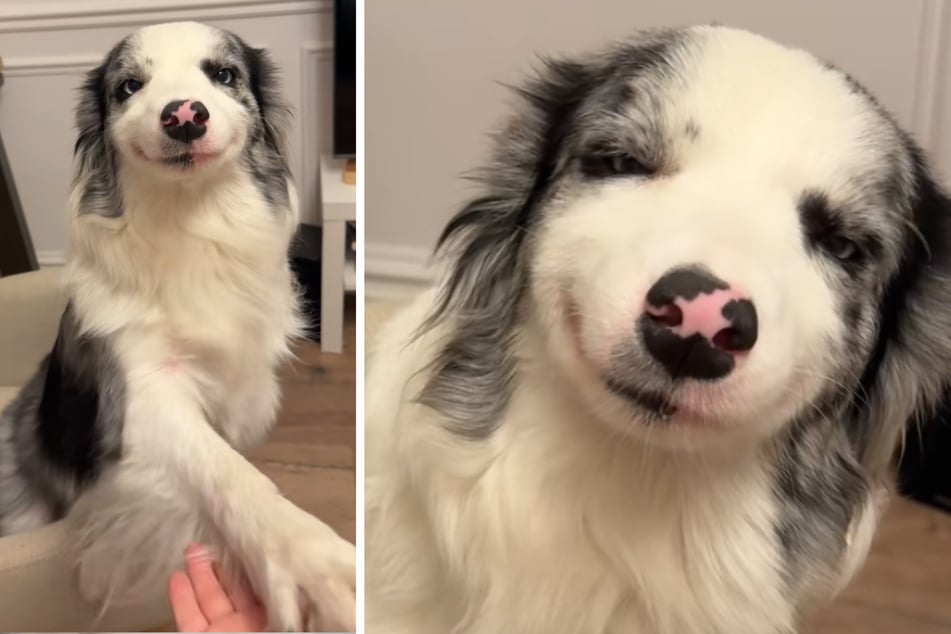 Border Collie "Vanilla" verzaubert im Netz Millionen Menschen mit seinem Lächeln.