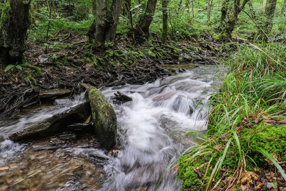 Die Naturparks in NRW liegen vor allem entlang der Grenzen zu Rheinland-Pfalz, Hessen, Niedersachsen sowie zu Belgien und den Niederlanden. (Symbolfoto)