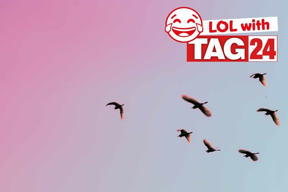 Joke of the Day for November 18, 2025: An animal funny to make you laugh