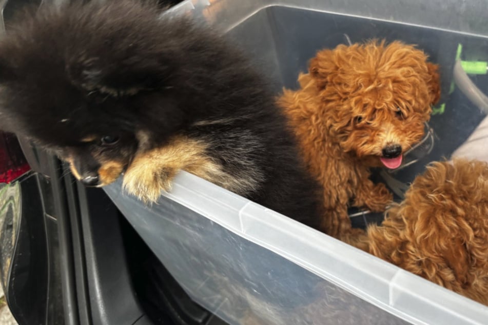 Polizei rettet kranke Hundebabys aus Kofferraum: "Wir hoffen, sie überleben"