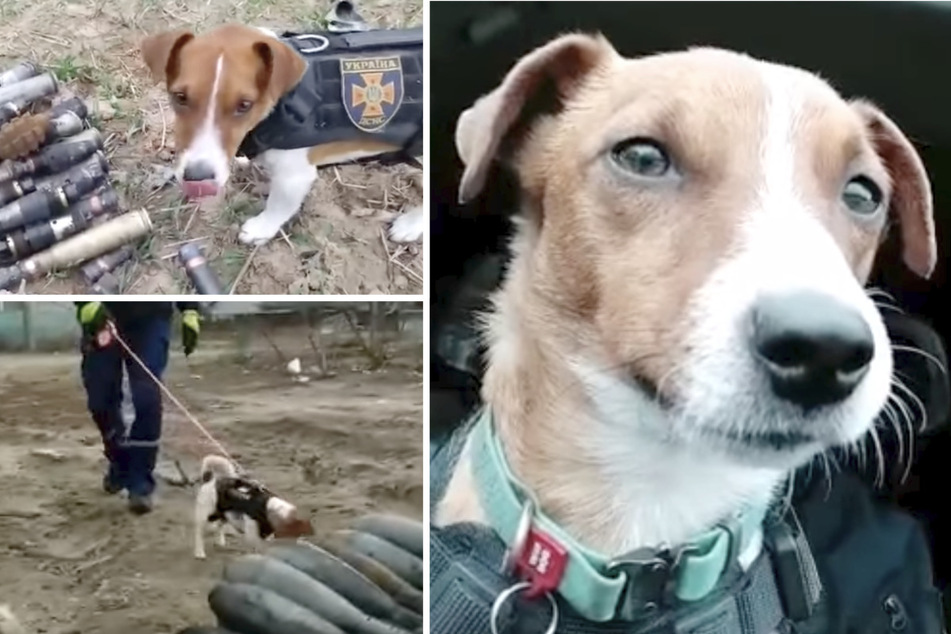 Dieser Hund ist eine Legende! "Patron" hilft im Ukraine-Krieg bei Minenräumung