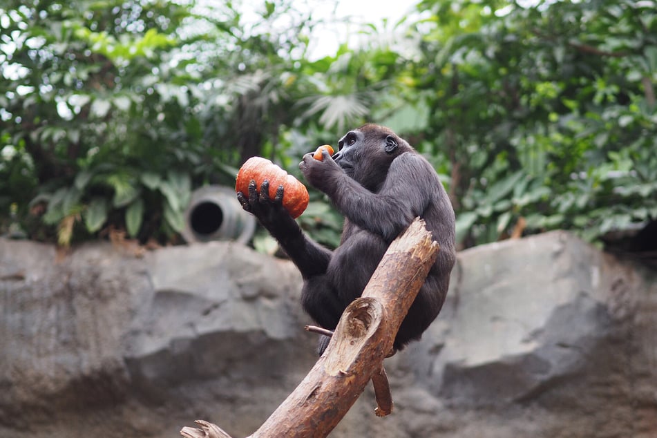 Die Gorillas bekommen dieses Mal eine besondere Überraschung. (Archivbild)