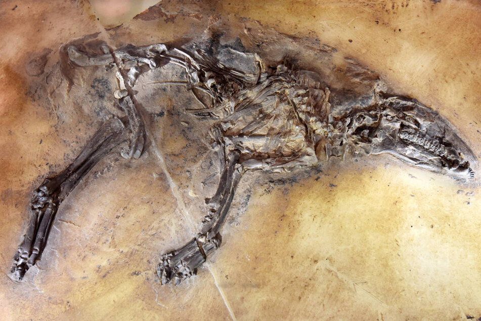 Eines der in der Grube Messel entdeckten Urpferde: Auch beim neuesten Fund könnte es sich um eines der Urtiere handeln, die vor 50 Millionen Jahren in Mitteleuropa lebten.